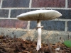 salem-mushroom